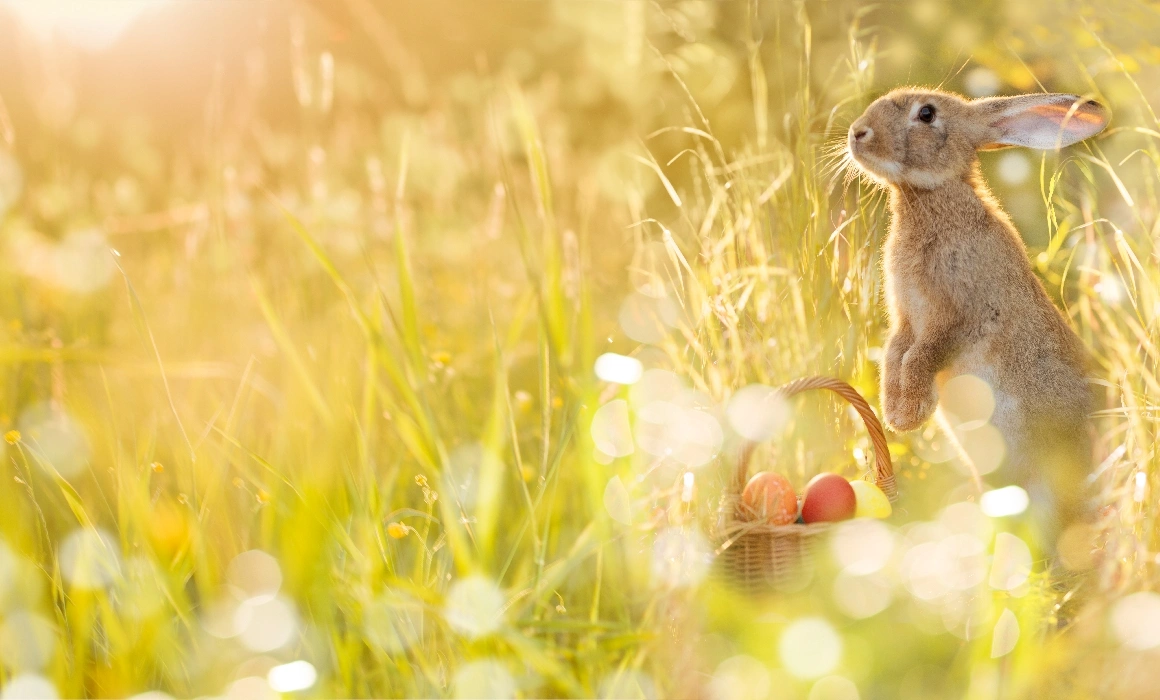 De ce aduce ouă iepurașul de Paște? Istoria animalului care a sărit de la simbolul păgân al fertilității la ouăle de ciocolată De ce aduce ouă iepurașul de Paște? Istoria animalului care a sărit de la simbolul păgân al fertilității la ouăle de ciocolată